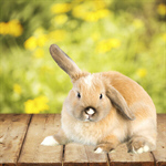 Сlipart Rabbit Easter Bunny Animal Pets Baby Rabbit   BillionPhotos