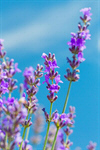 Сlipart Lavender Flower Plant Lavender Coloured Vegetable Garden photo  BillionPhotos