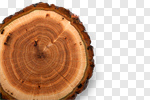 Сlipart Tree Ring Tree Trunk Wood Log Tree photo cut out BillionPhotos