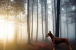 Сlipart dog forest nature river pet   BillionPhotos