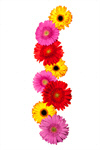 Сlipart Daisy Gerbera Daisy Flower Bed Flower Head White photo  BillionPhotos