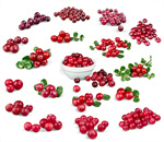 Сlipart Cranberry Fruit Berry Fruit White Isolated   BillionPhotos