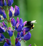 Сlipart Bee Honey Honey Bee Single Flower Daisy photo  BillionPhotos