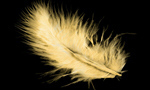 Сlipart feather golden abstract ancient angel   BillionPhotos