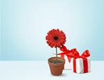 Сlipart day table gift flower background   BillionPhotos
