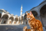 Сlipart istanbul cat turkey travel building   BillionPhotos