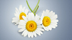 Сlipart Daisy Chamomile Flower Chamomile Plant White   BillionPhotos