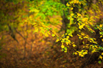Сlipart forest leaf fall leaves tree photo  BillionPhotos