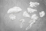 Сlipart feather white fluffy abstract bird   BillionPhotos