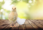 Сlipart chick egg white baby farm   BillionPhotos