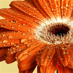Сlipart Gerbera Daisy Flower Single Flower Daisy Spring   BillionPhotos