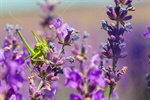 Сlipart Lavender Flower Plant Lavender Coloured Herbal Medicine photo  BillionPhotos