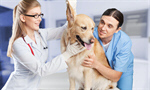 Сlipart veterinarian owner vet pet smile   BillionPhotos