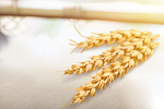 Сlipart wheat background white 3 agriculture   BillionPhotos