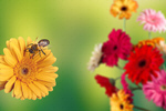 Сlipart apian flower animal apiary apiculture   BillionPhotos