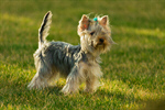 Сlipart Dog Puppy Running Cheerful Small photo  BillionPhotos