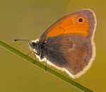 Сlipart Butterfly Monarch Butterfly Photography Insect Flower photo free BillionPhotos