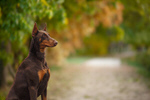 Сlipart september canine background dog nature   BillionPhotos