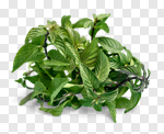 Сlipart herb plant fresh freshness basil photo cut out BillionPhotos