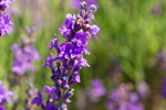 Сlipart Lavender Flower Plant Lavender Coloured Herbal Medicine photo  BillionPhotos