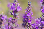 Сlipart Lavender Flower Plant Lavender Coloured Herbal Medicine photo  BillionPhotos