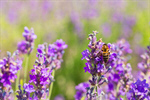 Сlipart Lavender Flower Plant Lavender Coloured Herbal Medicine photo  BillionPhotos