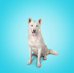 Сlipart animal dog puppy brown dog canine   BillionPhotos