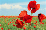Сlipart Poppy Corn Poppy Red Flower Close-up   BillionPhotos