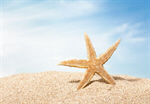 Сlipart beach starfish caribbean ocean concept   BillionPhotos