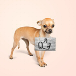 Сlipart background dog white animal breed   BillionPhotos