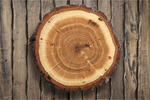 Сlipart Wood Log Tree Trunk Tree Portion   BillionPhotos
