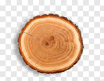 Сlipart Tree Tree Ring Log Portion Wood photo cut out BillionPhotos