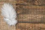 Сlipart feather white fluffy abstract bird   BillionPhotos