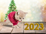 Сlipart 2023 number kitten puppy dog   BillionPhotos