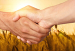 Сlipart Farmers handshake over the wheat corp farm outdoor grain produce   BillionPhotos