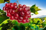 Сlipart grape vine crop vineyard red   BillionPhotos