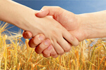 Сlipart Farmers handshake over the wheat corp farm outdoor grain produce   BillionPhotos