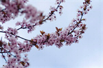Сlipart Spring Cherry Blossom Blossom Japan Tree photo  BillionPhotos