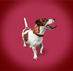 Сlipart dog eye background party birthday   BillionPhotos