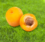 Сlipart Apricot Fruit Freshness Portion Healthy Lifestyle   BillionPhotos