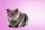 Сlipart eyeglasses pet adorable advertisement advertising   BillionPhotos