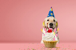 Сlipart cake adorable amusing animal background   BillionPhotos
