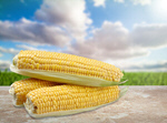 Сlipart corn fresh kernels maize agriculture   BillionPhotos