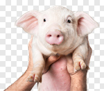 Сlipart farm piglet pig smile snout photo cut out BillionPhotos