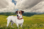 Сlipart dog forest background nature landscape   BillionPhotos