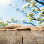 Сlipart Board on spring background spring flower outdoor sunlight   BillionPhotos