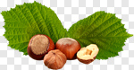 Сlipart Hazelnut Nut Leaf Food Isolated photo cut out BillionPhotos