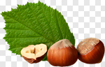 Сlipart Hazelnut Nut Leaf Food Isolated photo cut out BillionPhotos