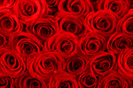 Сlipart Rose Red Valentine's Day Bouquet Flower photo  BillionPhotos
