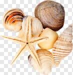 Сlipart Shell Starfish Summer Queen Conch White Background photo cut out BillionPhotos